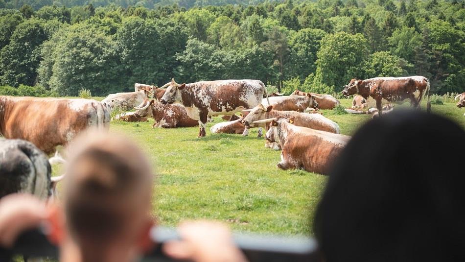 Open Farm Sunday at Raby Castle, Park and Gardens.  A field of cows with trees in the background