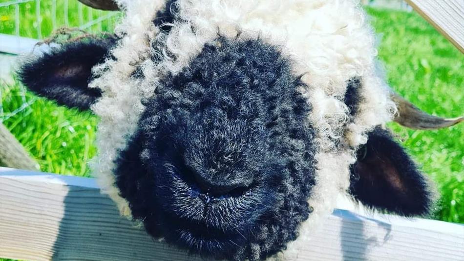 A sheep with a black woolly nose popping its head through a fence