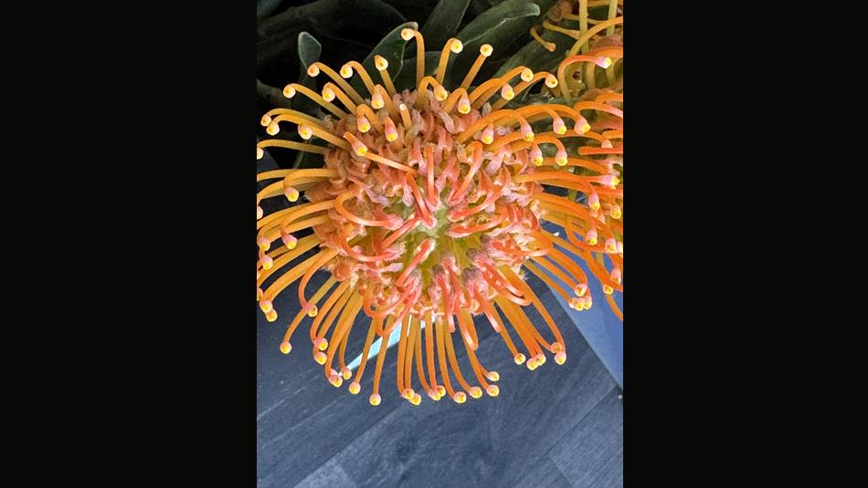 A large orange flower.