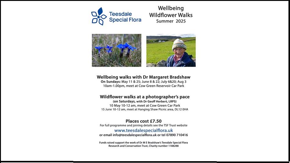 Poster advertising walking events, image of the Blue Gentian and the guide with details of walks.