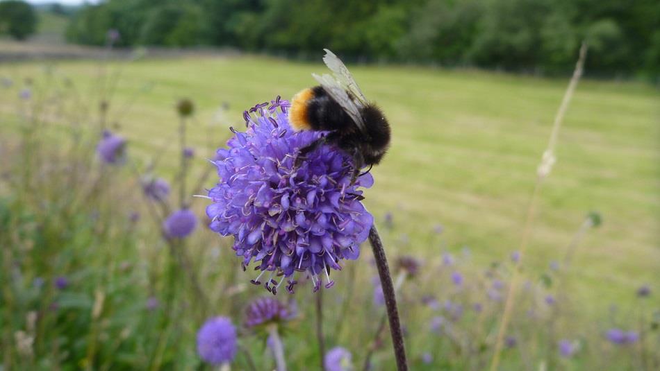 a bee on a purple flower in a wild flower meadow.
