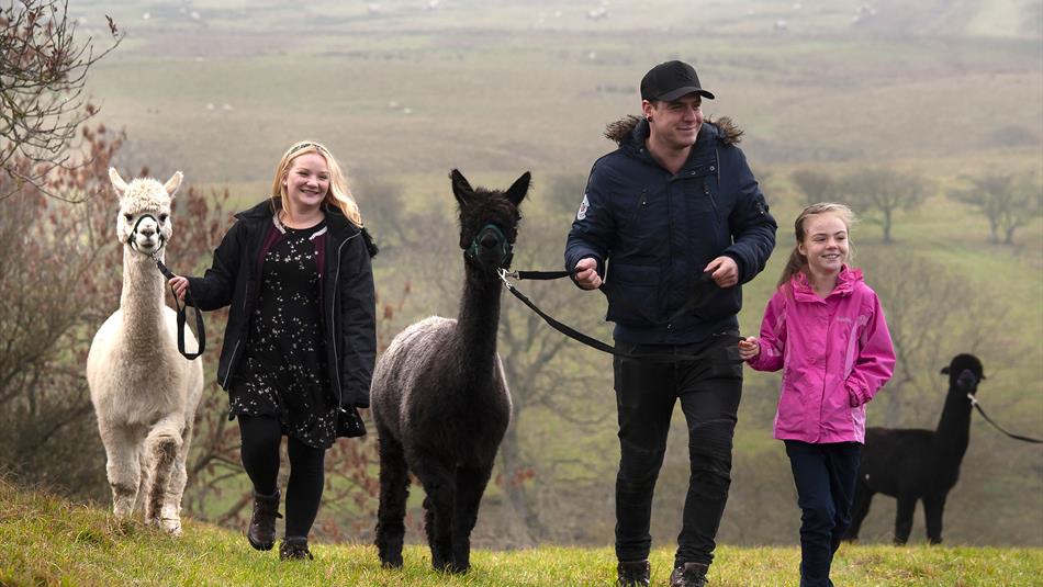 Take a walk with alpacas at Teesdale Alpacas in the Durham Dales