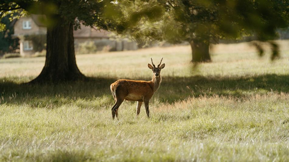 Deer Park Raby Castle