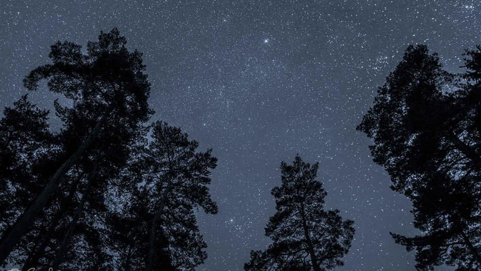 Trees under a starry sky