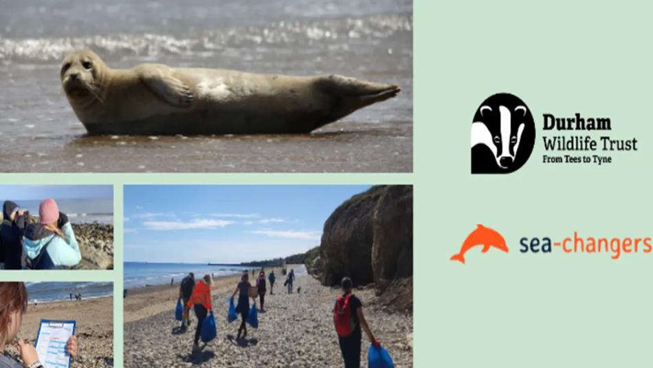 Collage of images of people at the beach, showing the cliffs, sea and a seal.