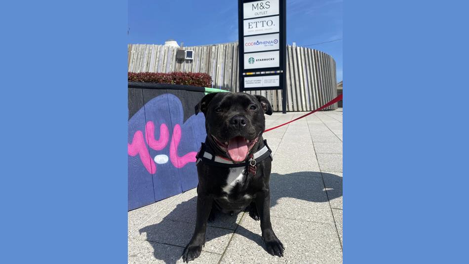 Small black dog at Dalton Park Outlet & Outdoors.