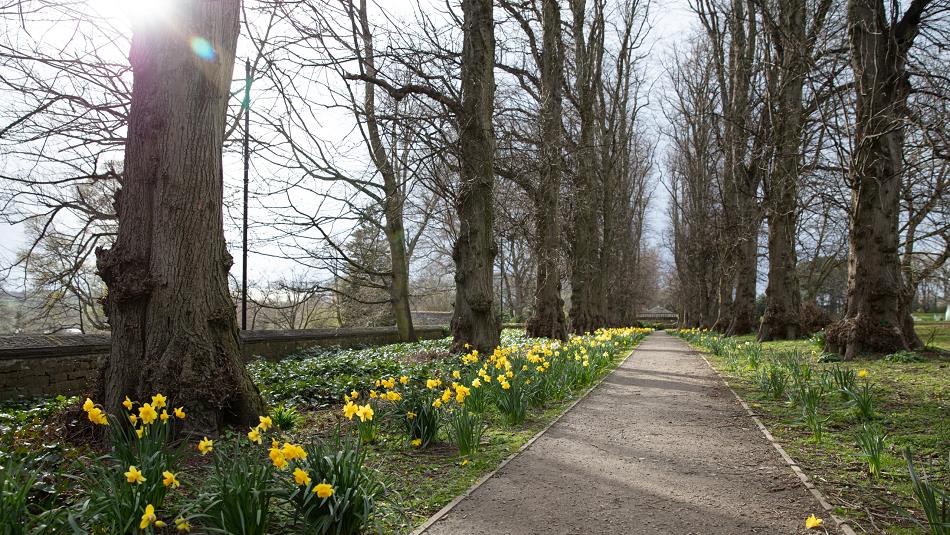 Daffodils along a tree-lined path at The Bowes Museum