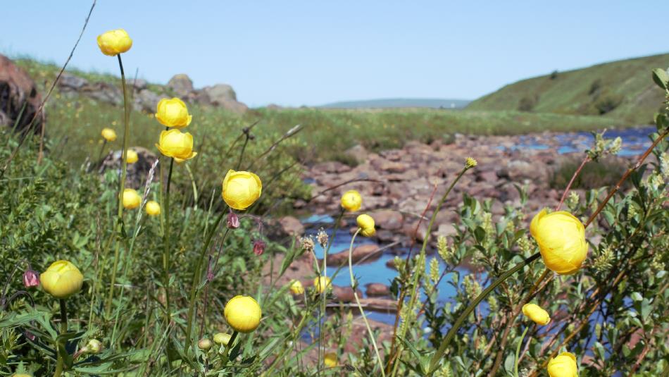 Bulbous yellow flowers are seen in the foreground - with a river in the background and blue sky above