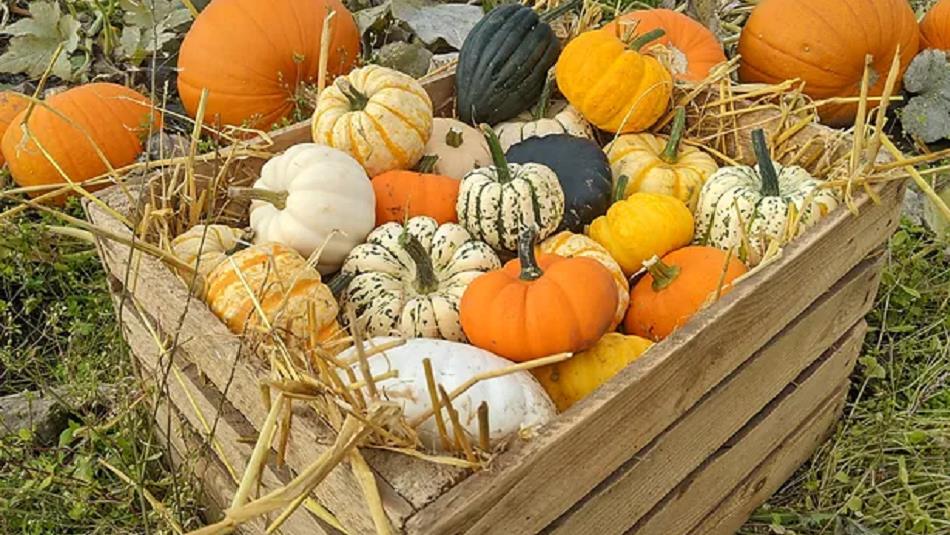 Batch of pumpkins at East Grange Farm