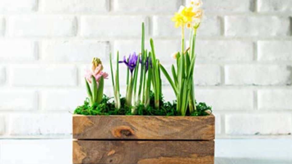 Spring planter with colourful flowers.