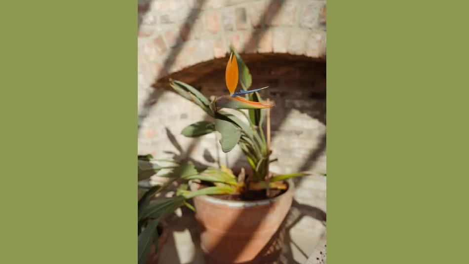 A potted plant at Raby
