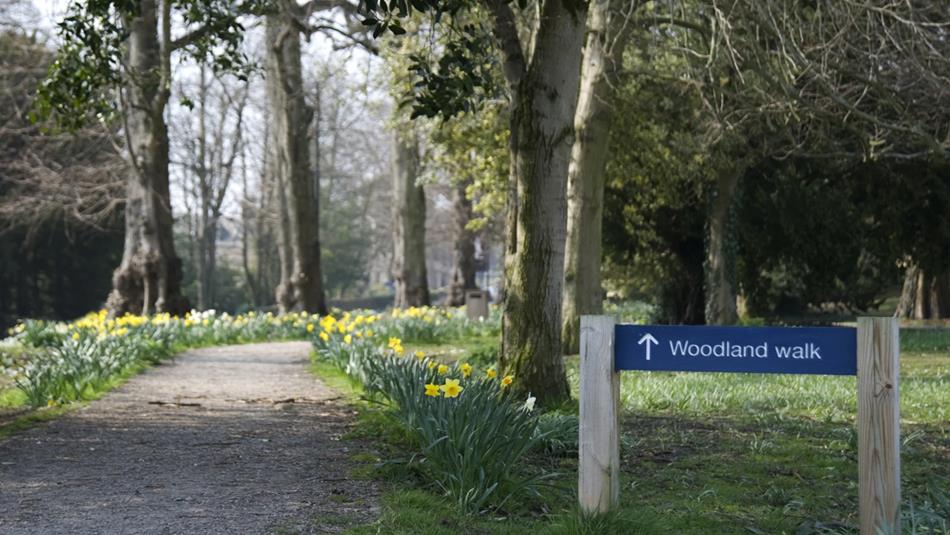 Woodland Walk at The Bowes Museum, with yellow daffodils lining the path.
