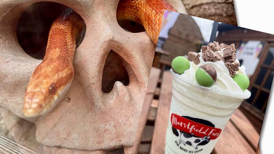 Snakes & Shakes - A snake crawling through a skull next to a photo of a milkshake.