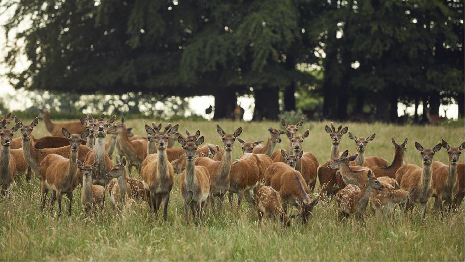 Several deer in the park - Deer Park Safari Raby Castle, Park and Gardens.