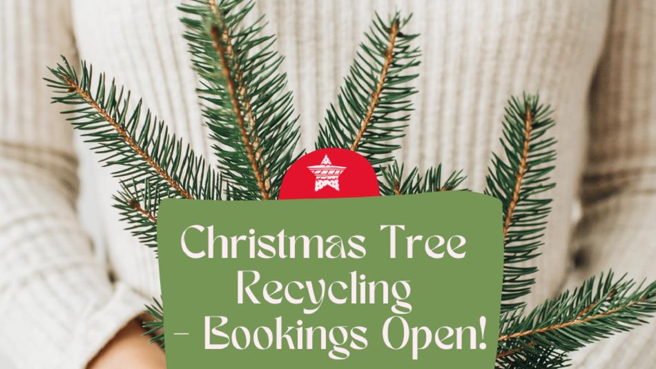 Christmas tree recycling - bookings open! Someone holding the branch of a Christmas tree.