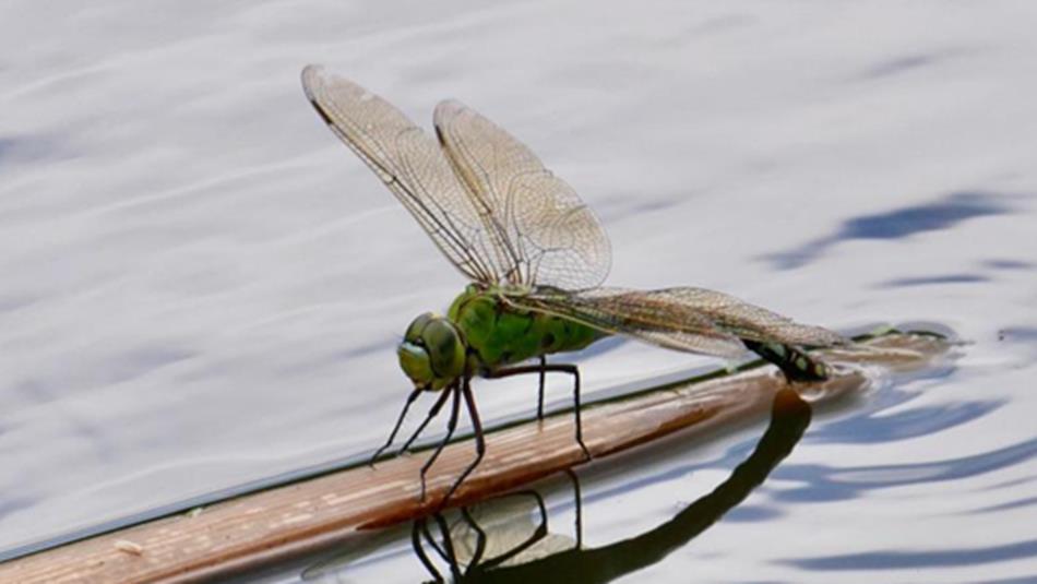 Close up of a dragonfly on a twig in water.