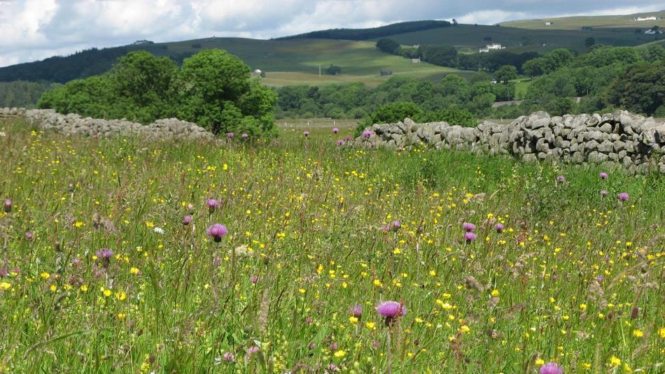 Beautiful flowers in a meadow, with rolling hills in the background.