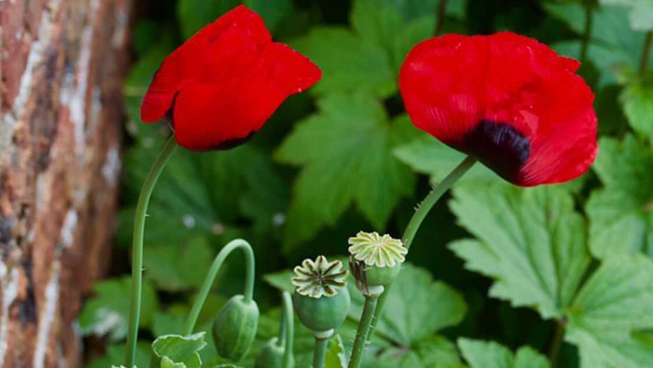 Poppies.