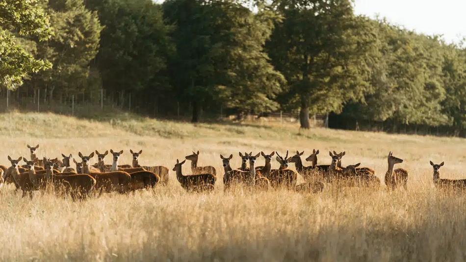 Deer in the grounds of Raby Castle