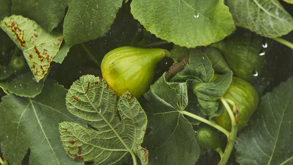 Figs growing on fig trees.