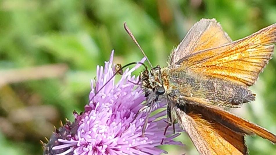 A moth on a flower.