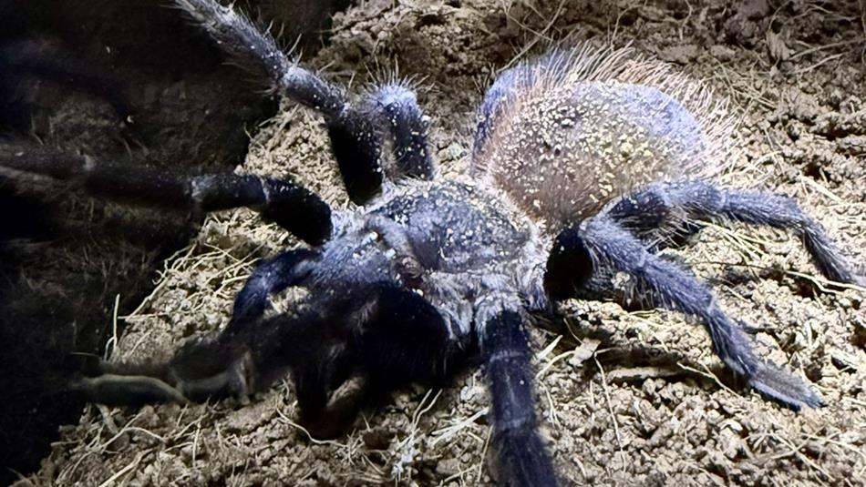 Close up of a large hairy spider.