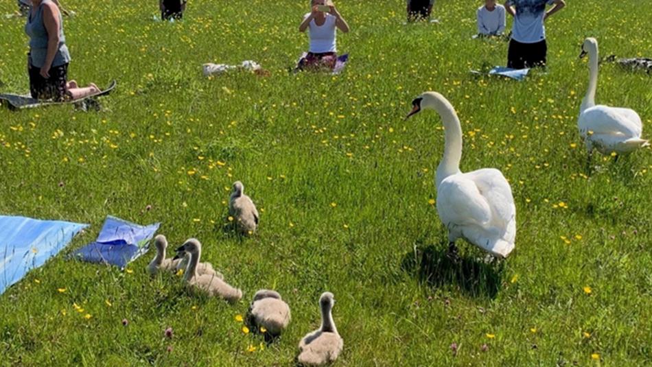 People enjoying wild yoga at Rainton Meadows Nature Reserve, surrounded swans and cygnets.