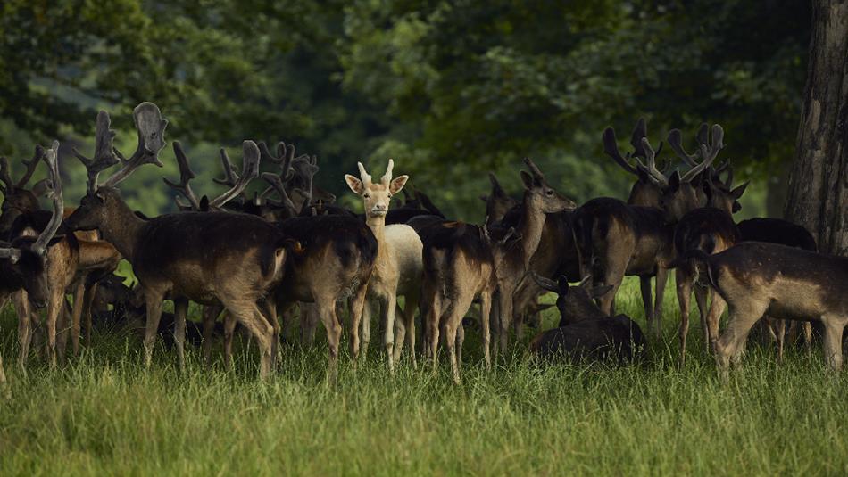 Deer in the park Jake Eastham