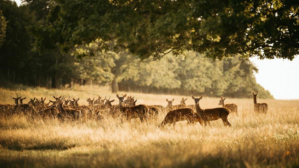 Deer Park - a group of deer gathering under a tree