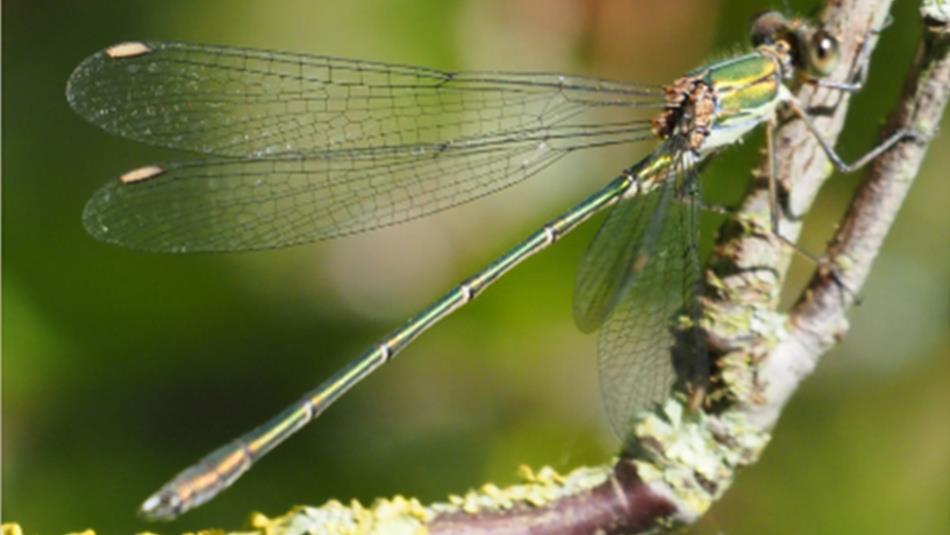 Willow Emerald Damselfly