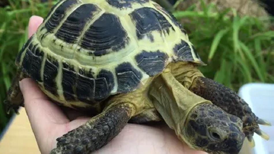 Someone holding a tortoise in their hand.