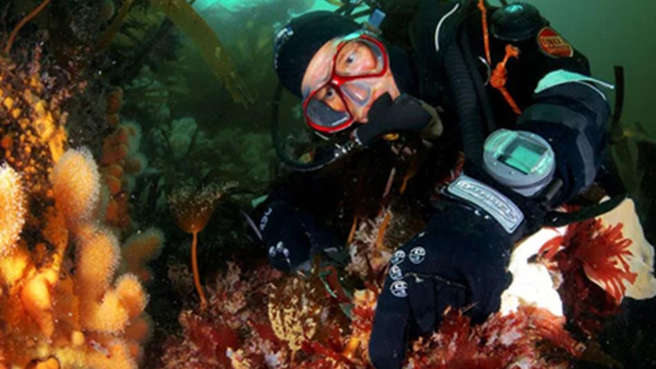 Professor Pip Moore diving to examine a kelp forest.