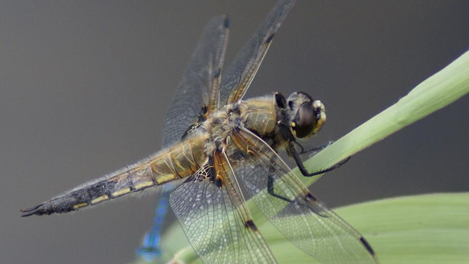 Close up of an insect on a blade of grass.