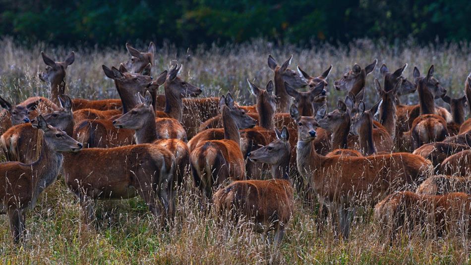 Deer Park Safari - Michael Hinchcliffe. Deer in the grounds of Raby Castle.