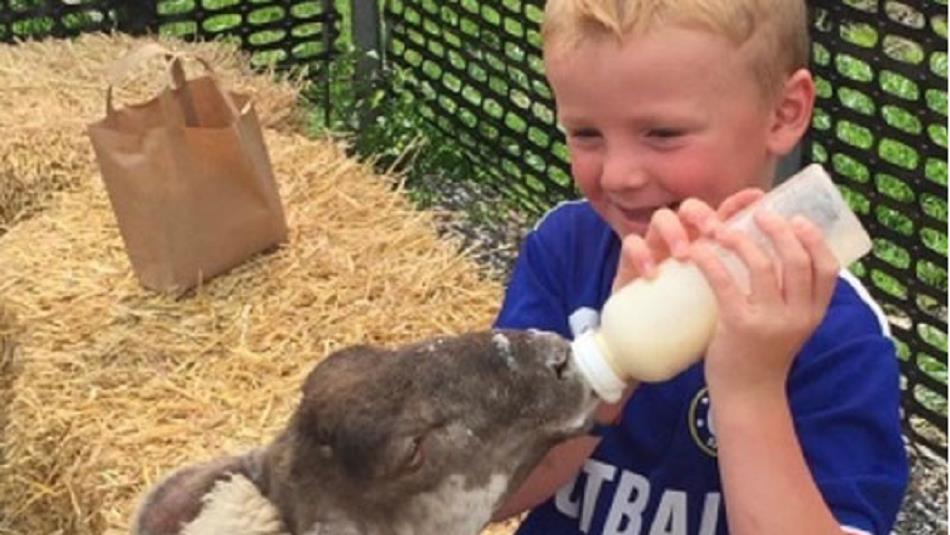 A child feeing a lamb milk at Hall Hill Farm