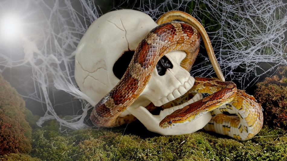 A skull with a snake crawling through it