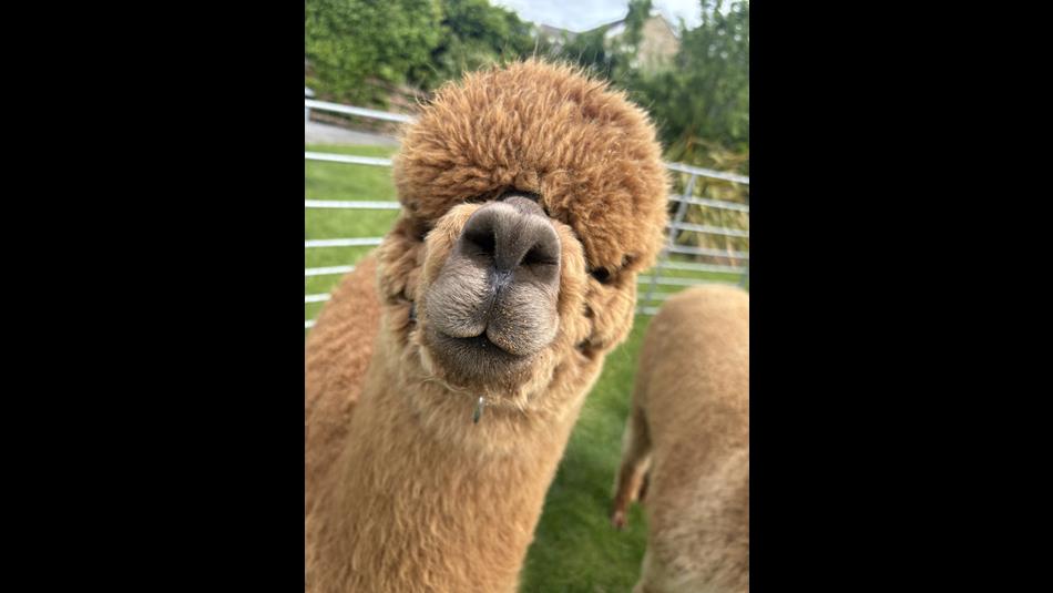 Close up of an Alpaca.