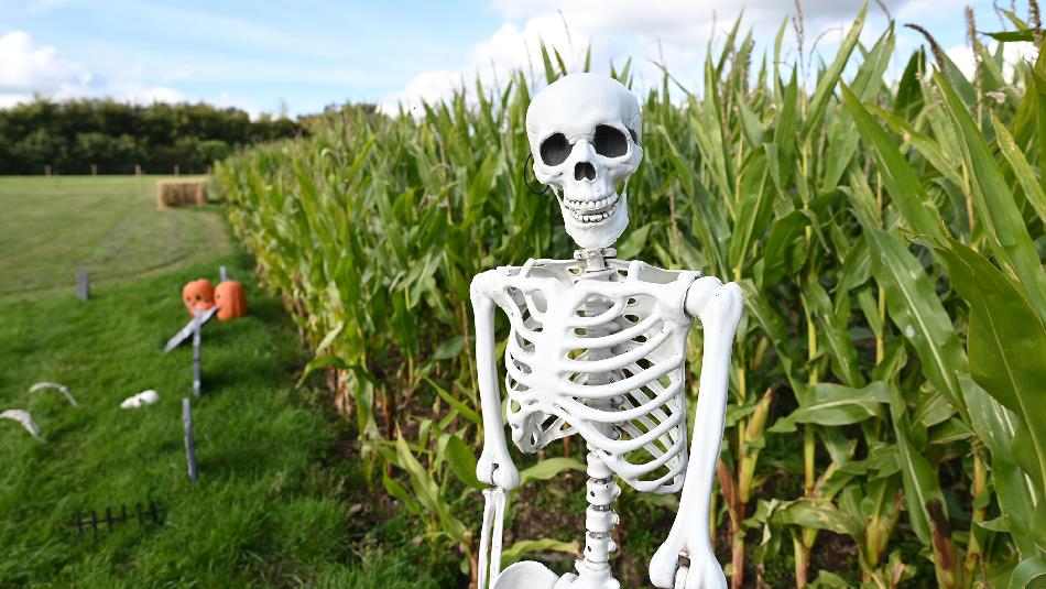 Skeleton in a field - Family Time Scare Night at Thorpe Farm Centre.