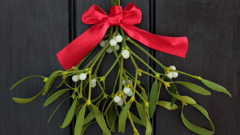 Mistletoe with a red ribbon