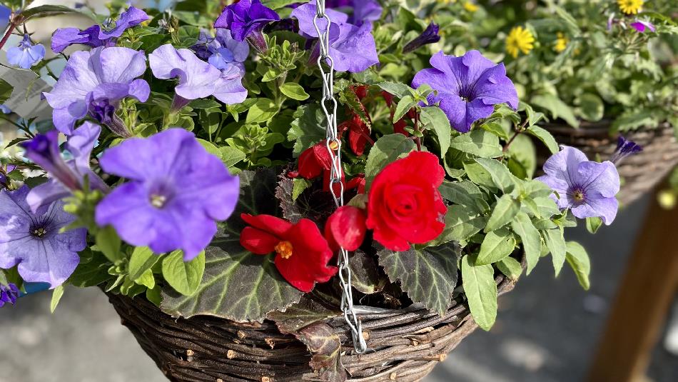 Colourful hanging basket at Lanchester Garden Centre
