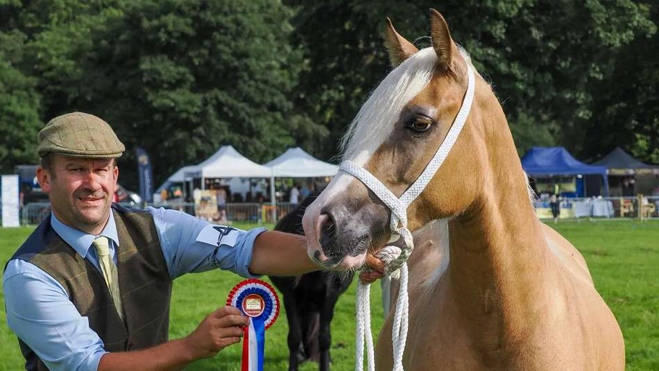 A man holding a rosette posing for a photo with a beautiful horse