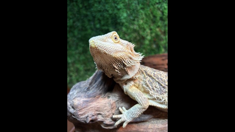 Scoops & Scales - close up of a reptile.