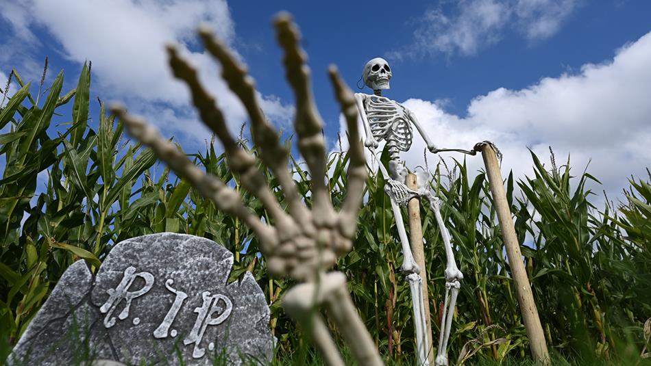 A skeleton at The Halloween Maize Maze at Thorpe Farm Centre.