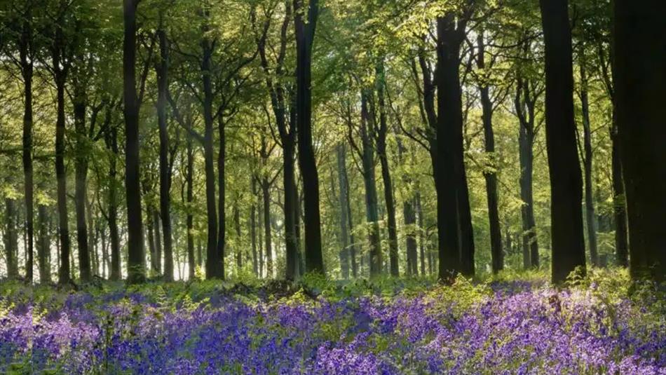 Bluebells in the woodland surrounding Raby Castle