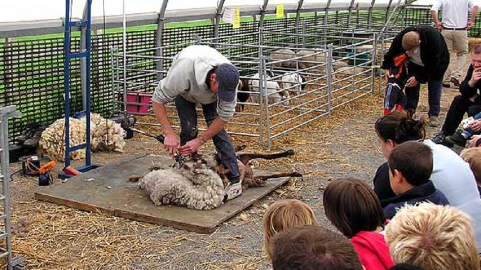 Sheep shearing demonstration at Hall Hill Farm