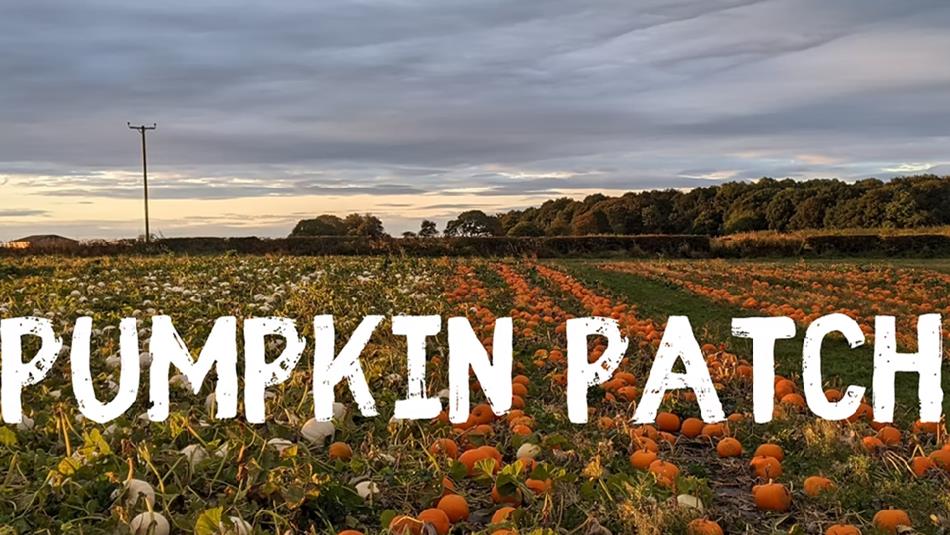 Pumpkin Patch East Grange Farm.