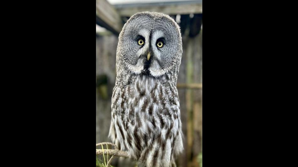 Close up shot of an owl.
