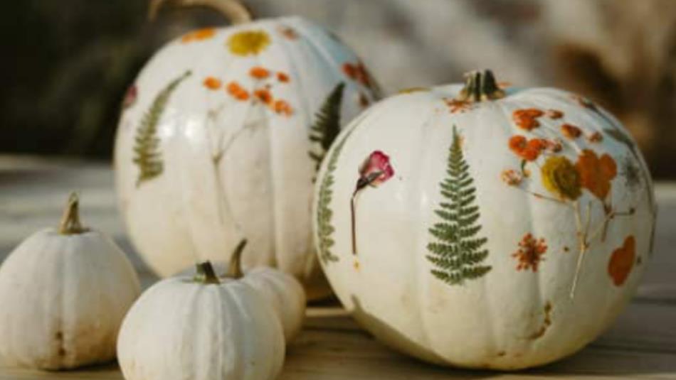 A group of white pumpkins of various sizes decorated with pressed flowers