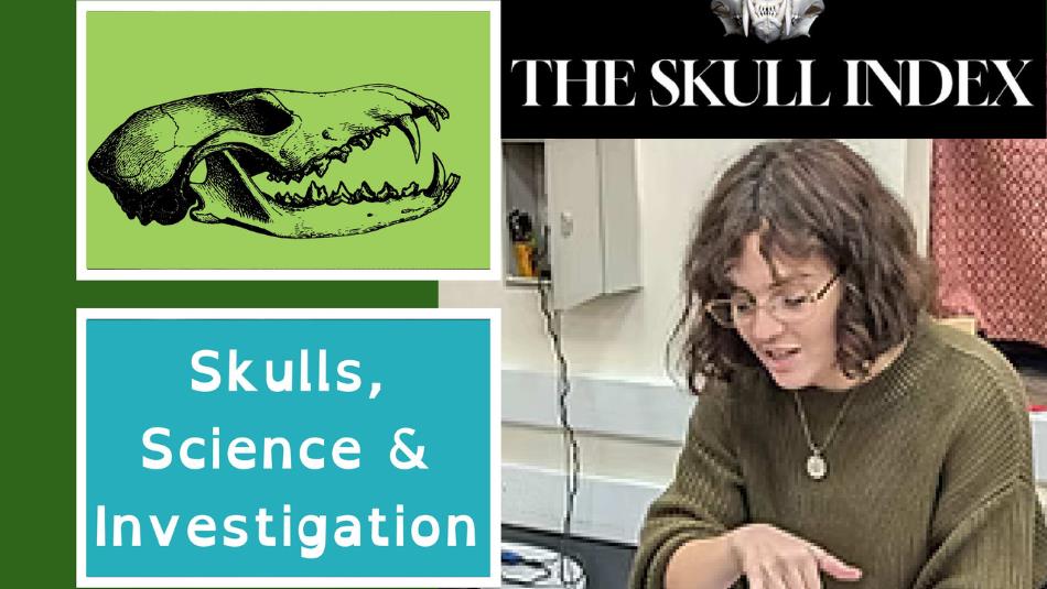 A volunteer demonstrates anatomy with an animal skull. Skulls, Science and Investigation.