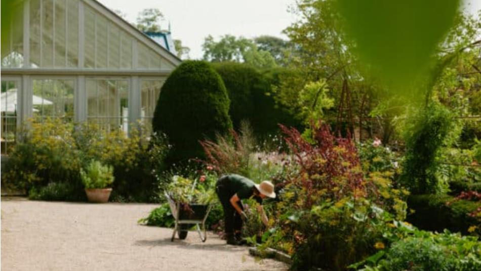 Person tending to a sunny green garden